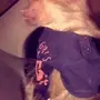 انثى قرد للبيع 