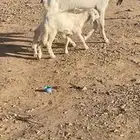 داغوره حريه طيبه