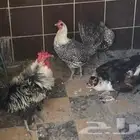 دجاج وبطه و3 ديك