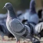 حمام سوادي للبيع