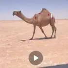 لقحه صفرا طيبة