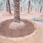 نخل القصيم المثمرة نخيل جوده عاليه