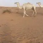 ضروبه للبيع