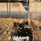 ماعز للبيع العدد 50يتبعها 20والباقية دفيع اكثرها على وشك