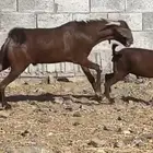 تيس ادهم مطور ضغط عالي(تم البيع )