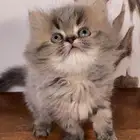 قطط اقساط كيتن قطه بسه سكوتش فولد هملايا بيكي شيرازي انثى قط