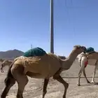 معالج ابل