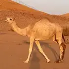 بكره شقحاء للبيع