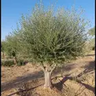 مقاول شبوك المجلفن والعايدي قسم خاص النخل