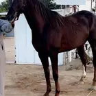 حصان فرنسي وراق أطول 160مكوي وتر قديم ولا يشتكي منه