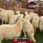ذبائح جزله وجبره