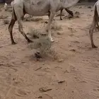 ناقه ضروبه