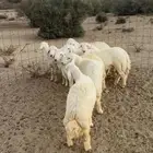 بهم حري