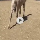 قعود تربيه