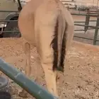 قعود طيب مربى