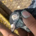 زوج رام بوري