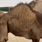 قعدان للبيع