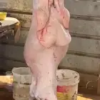 ذبيحتك تاصلك لباب بيتك شغل ذمه وأمانه