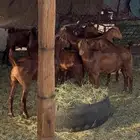 تيوس جنوبيه