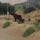 تيس فحل ادهم سنه سديس