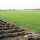 ثيل نجيله طبيعي جوده عاليه مضمون