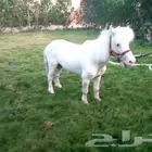 مطلوب فحل سيسي قصير