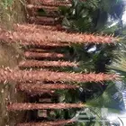 نخل واشنطني زينه درجه اولا