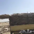 جريد وسعف نخل