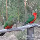 زوج كنق باروت