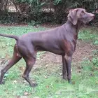 كلب بيو انتر مطلوب إذا احد عنده