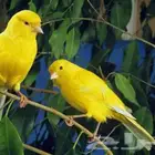 انثى كناري ايراني مجموعه اناث