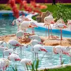 متوفر حديقة الحيوان جميع الايام