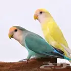 عصفور روز
