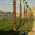 توريد جميع انواع النخيل وتوصيل الى جميع انحا المملكه