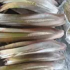 لقاح النخل العربى