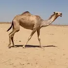 بكره شقحا ككفو وطيبه للبيع