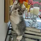 قطة صغيرة كتن