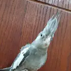 كروان أليف جدا  للبيع