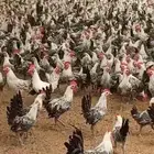 فيومي شبابي بشاير
