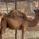 للبيع قعدان