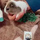 الوبر