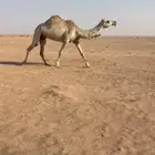 ضروبه