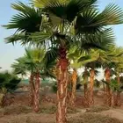 زراعه جميع انواع النخيل العربي واشنطني واعمال الشبوك وتوريده