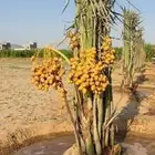 يوجد لدينا نخل للبيع نخل طيب ونويع فاخره ومضمون