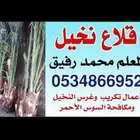 قلاع نخيل ممتاز