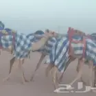 مربط هجن في المحنى بحائل