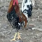 دجاج ماكنتوش عربي اصيل تم البيع