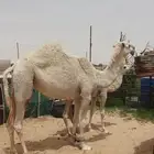 بكره حقه تلقي