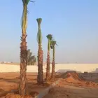 نخل زينه نخيل نخل عربي خلاص برحي سكري شيشي هلالي نبوت سف