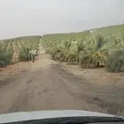 ابحث عن مزرعه نخيل لليجار لتواصل